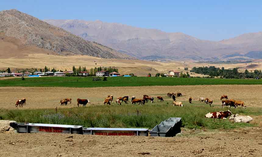 tarim-il-mudurlugu-hayvanlara-golgelik1