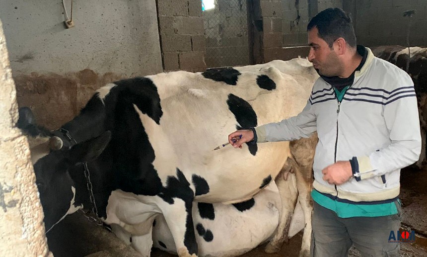 SAT-2 serotipli şap hastalığına karşı, Adana’da da aşılama çalışmaları aralıksız devam ediyor.