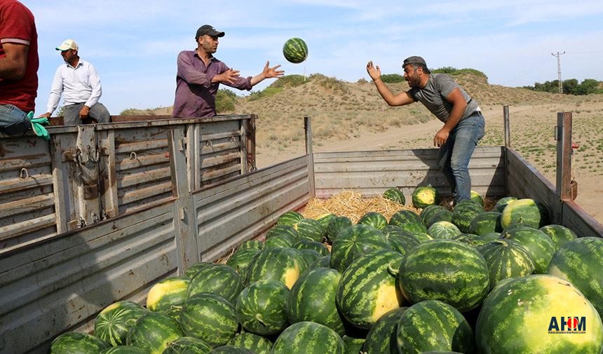Karpuz Hasadı Başladı: Tarlada Fiyat 7-8 TL