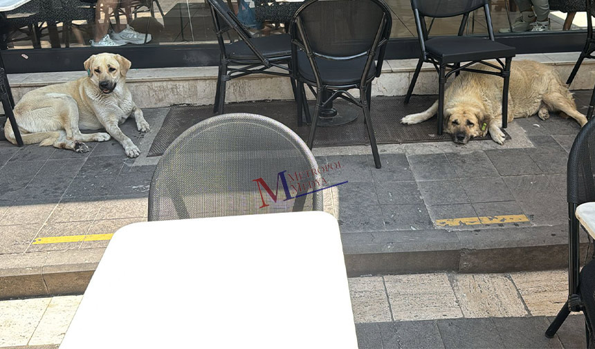 Sokak Hayvanalri Sicak