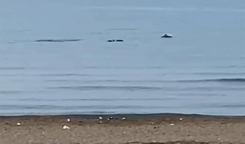 Yunus Baliklari Zeytinl,