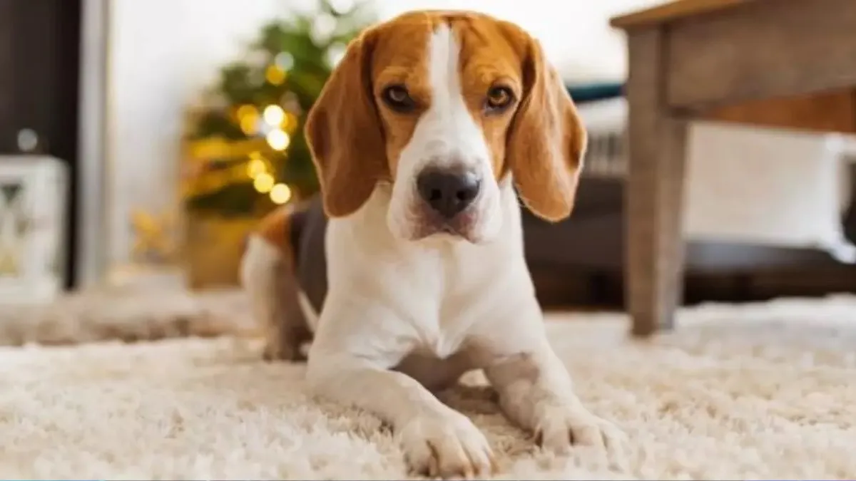 68B617E65Ca05164 W1200Xh675