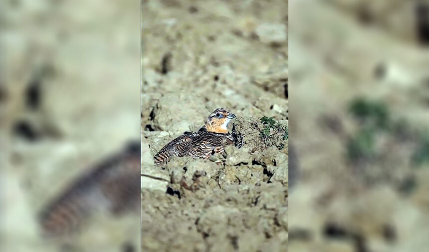 Özgürlüklerine Kavuştular 3