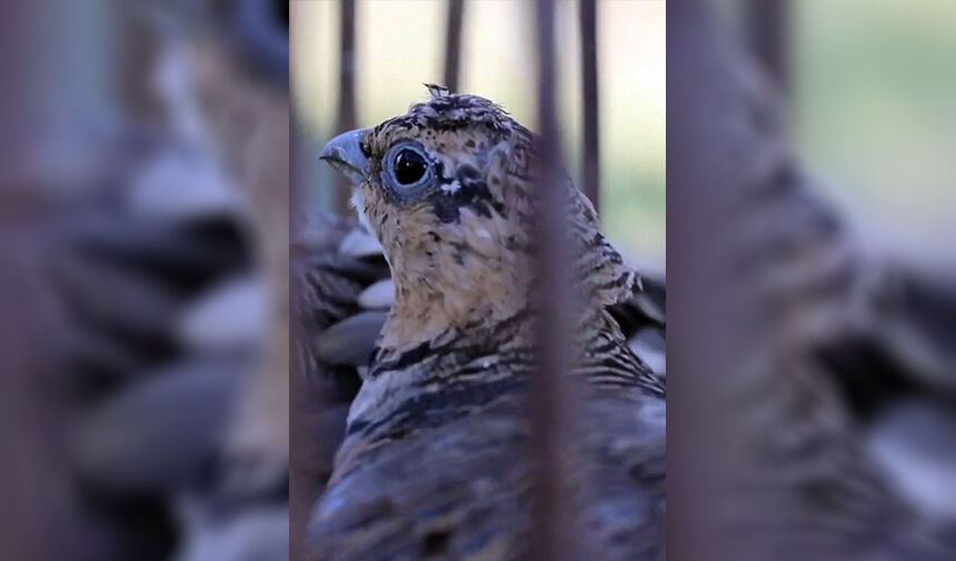 Özgürlüklerine Kavuştular Haberi2