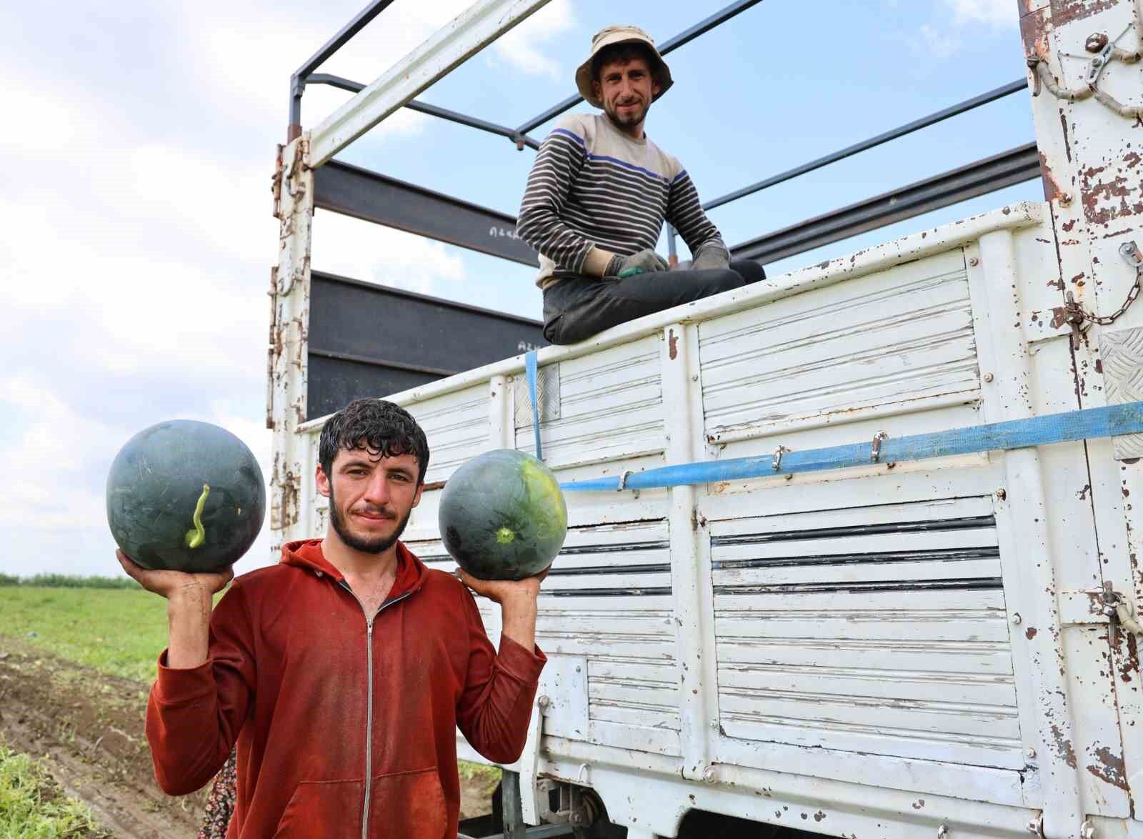 Adana'da Karpuz Sezonu Bitiyor! Fiyatlar 8 Liraya Kadar Geriledi