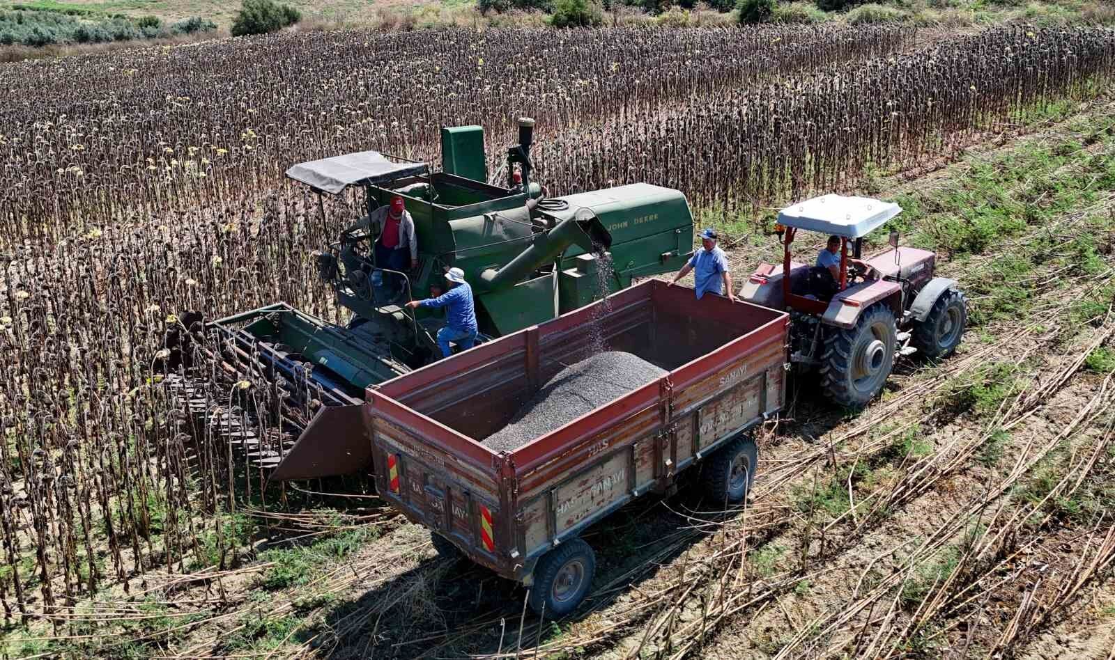 Adana'da Ayçiçeği Hasadı Başladı! Üreticinin Gözü Şimdi O Kararda
