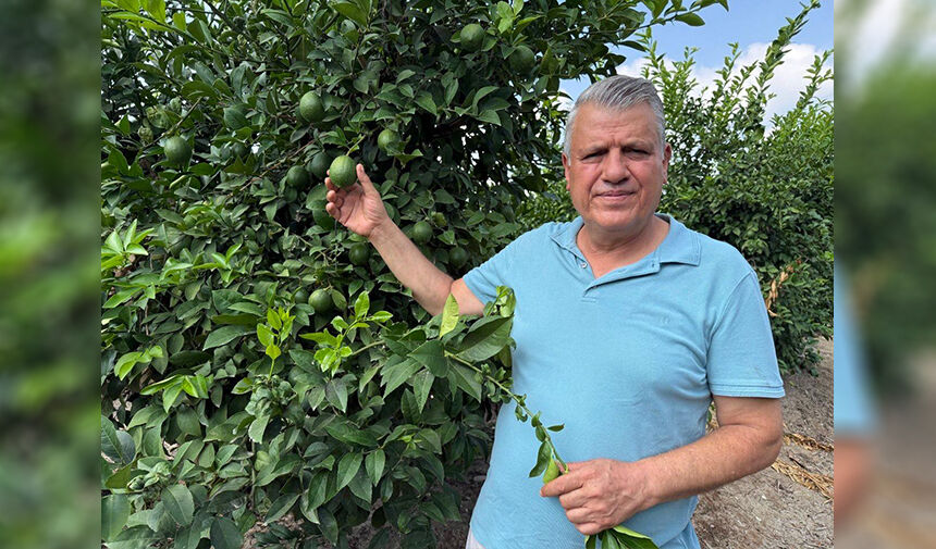 Adana’da Limonda Büyük Fiyat Şoku! 2