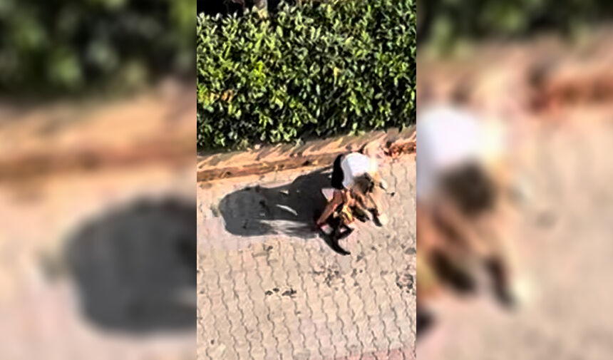 Sokakta ‘ Pitbull’ Dehşeti 2