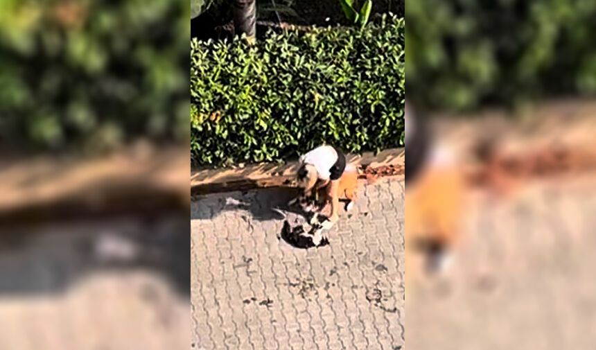Sokakta ‘ Pitbull’ Dehşeti 3