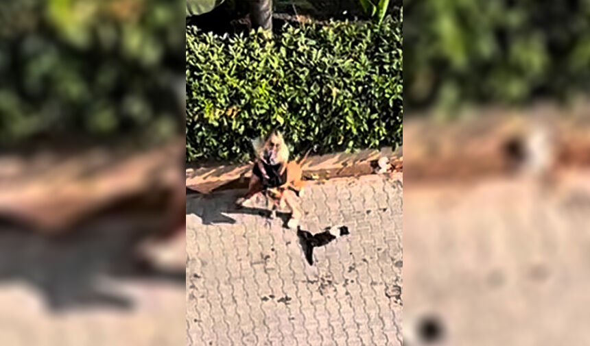 Sokakta ‘ Pitbull’ Dehşeti 4