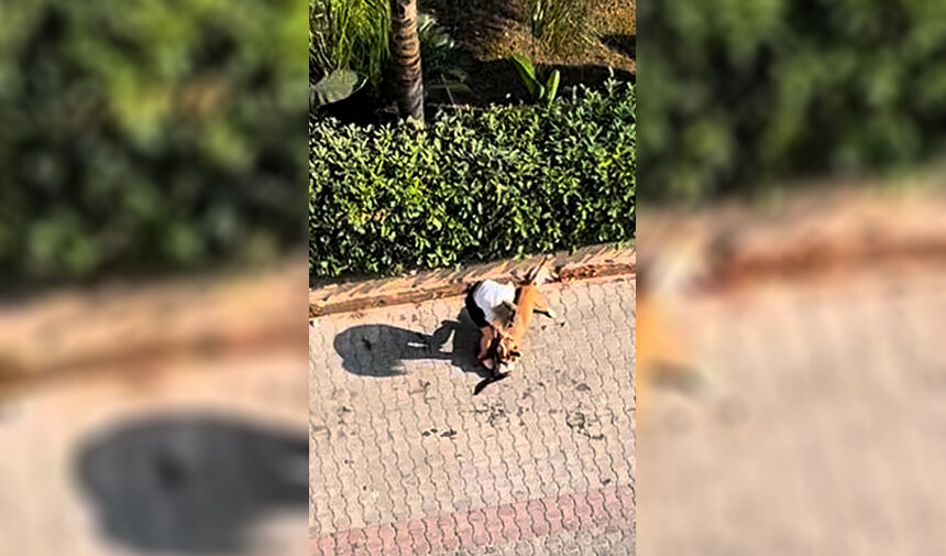Sokakta ‘ Pitbull’ Dehşeti 5