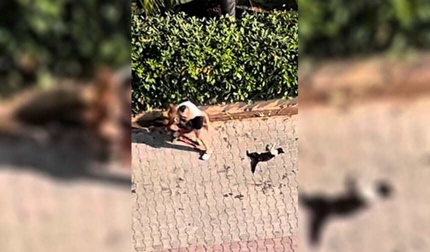 Sokakta ‘ Pitbull’ Dehşeti 6