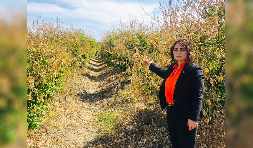 Dalında Çürüyen Narenciyeden Çarpıcı Tablo! Şevkin Üretici Üretimden Kopuyor 2