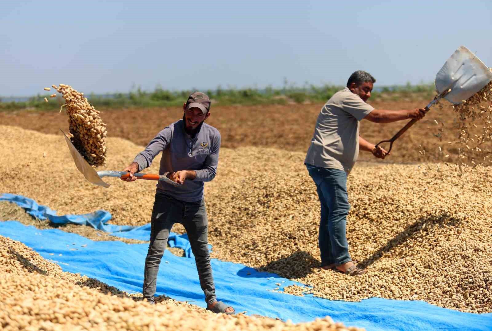 Adana’da Yer Fıstığında Hasat Başladı!